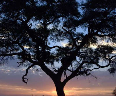 silhouette of a tree with a sunset in the background
