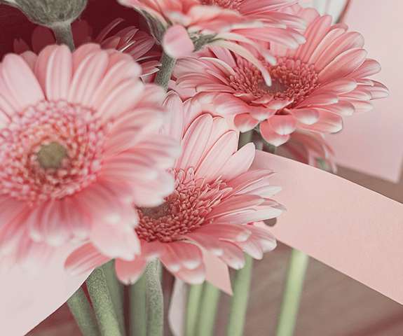 Bunch of Pink Daisies