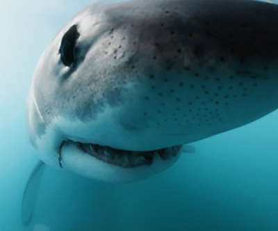 An underwater close up of a sharks face in the ocean
