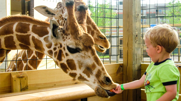 little boy feeding the giraffes