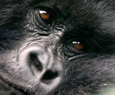 close up of a gorilla's face