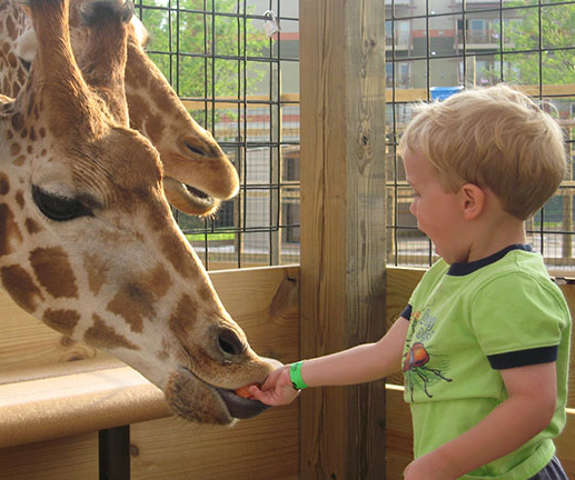 little boy feeding the giraffes